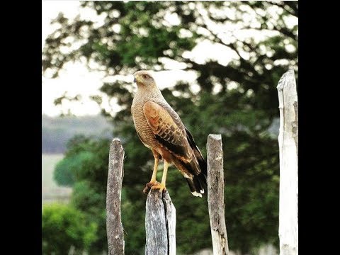 Obras de Poeta - Chitãozinho & Xororó