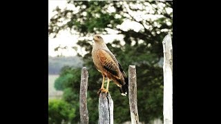 Chitãozinho & Xororó - Obras de Poeta