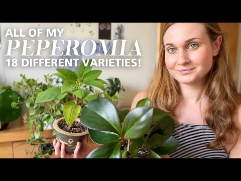 My entire Peperomia collection! 18 different types of Peperomia