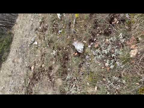 Palchi di cervo 2021! Vecchi ritrovamenti e ultime nevicate!