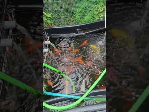 bassin-jardin-pierre-déco-naturelle-ponton-bois-chaise-longue