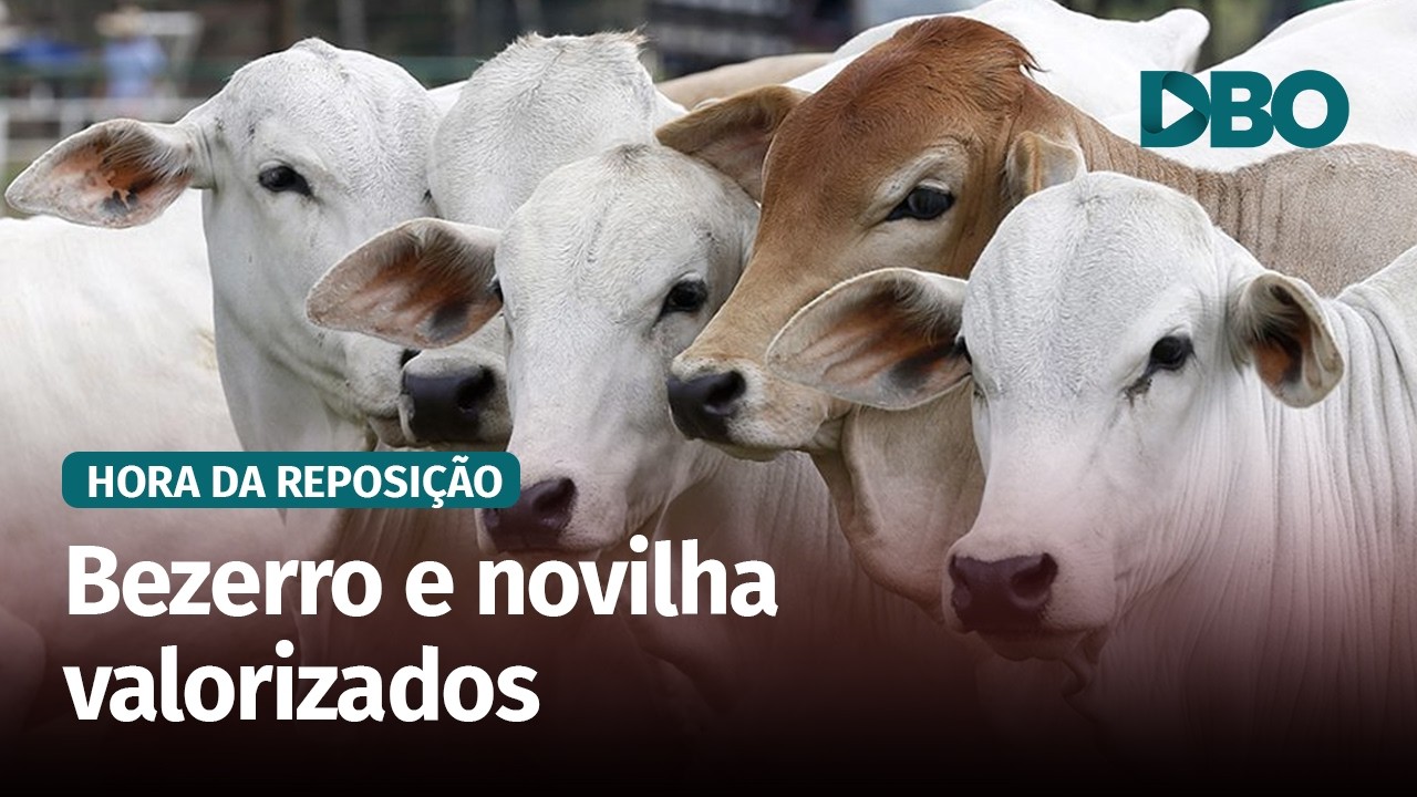 Reposição em SP: oferta restrita sustenta preços do bezerro e da novilha