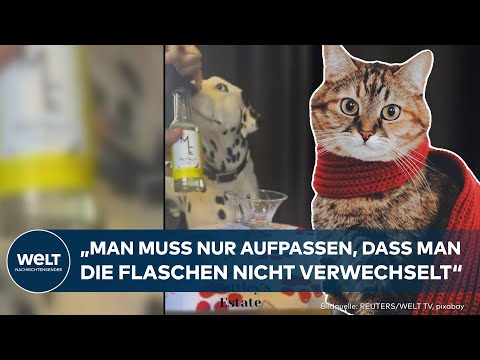 NEUSEELAND: Prost, Mieze! Jetzt trinken auch Haustiere Wein!