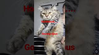 Download lagu goyang zaman new mp3