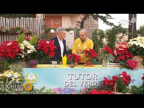 Vediamoci chiaro insieme - "Come scegliere la Stella di Natale"