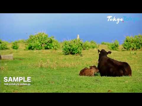 [Tokyo Footage] Hachijojima Island | 八丈島（Tokyo Japan）