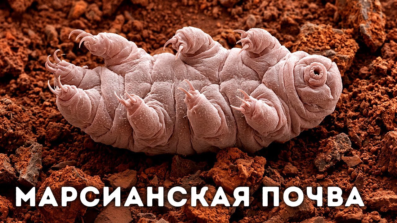 Тихоходки выживают в космосе, при радиации и в вакууме — но не это