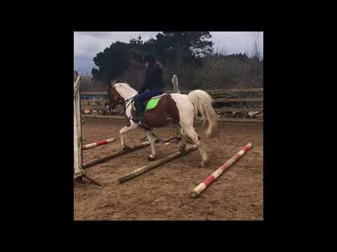 Flatwork Session 💗