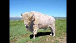 Saxon  -   The Great White Buffalo