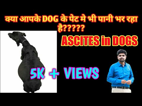 Ascites in dogs | ascites in dogs causes, symptoms and treatment