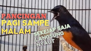 Download lagu MURAI BATU GACOR bikin Lawan Emosi jadi Bunyi NYAUT BONGKAR MATERI ISIAN Ampuh buat PANCINGAN MURAI  mp3