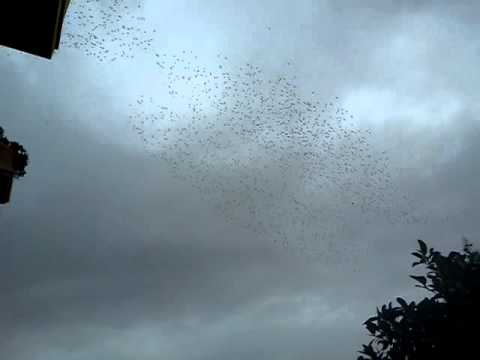 Migrazione Montecorvino Pugliano