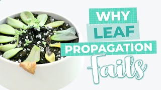 SUCCULENT PROPAGATION | 4 MISTAKES TO AVOID WHEN PROPAGATING SUCCULENTS | EASY TIPS