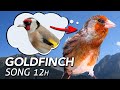 12h Goldfinch Mule Singing - 100% Goldfinch Song