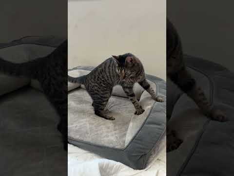 Pepper Youtube Video
