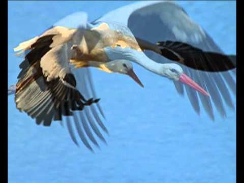 PAVOL HAMMEL - Biely Bocian.avi