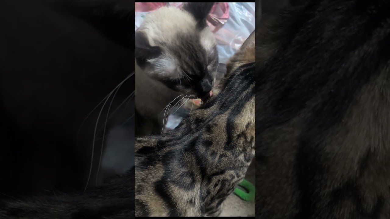 シャム猫ベンガル猫#shorts #funny #cat#kitten #ミャク子#ガッツ