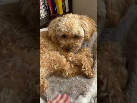 経営学科 散歩で疲れ果てベッドでぐったりするトイプードル9ヶ月 #toypoodle #トイプードル