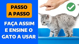 COMO ENSINAR GATO FILHOTE A USAR A CAIXA DE AREIA? | COMO ENSINAR O GATO FAZER XIXI NO LUGAR CERTO?