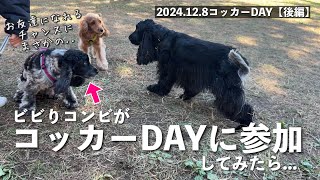 【イベント参加#3】2024.12.8 コッカーDAY【後編】　イングリッシュコッカースパニエル 「みみ」の気持ち