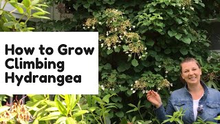 🌸 How to grow climbing hydrangea 🌸
