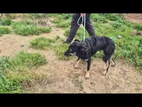 Vídeo de OTAVIO