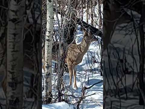 #Hashtag Curious Deer.
