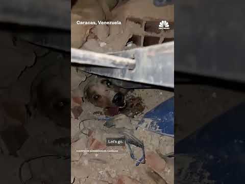 Firefighters pull dog from rubble of Venezuela earthquakes