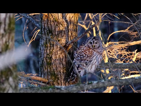 Sleepy Barred Owl on a cold January afternoon.