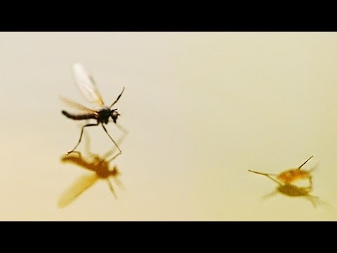 Grunnen til at insekter kan gå på vann // Why insects can walk on water