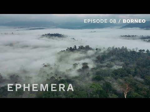 Ephemera E08 - Exploring the disappearing wildlife of Borneo rainforest