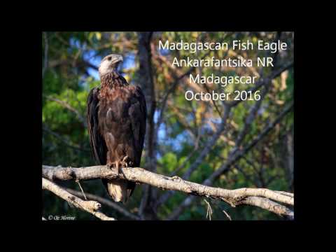 Madagascan Fish Eagle Ankarafantsika