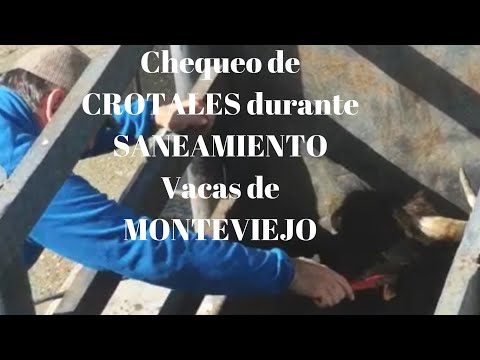 Chequeo de CROTALES en saneamiento a VACAS de MONTEVIEJO de D.Victorino Martín en Finca Monteviejo