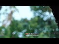 New Nature Whatsapp Status Forest Bgm Instagram Reel Nature Beauty Status Rain A K CREATIONS005