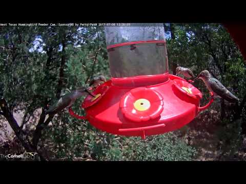 Four Female Black-chinned Hummingbirds Share the Feeder – July 6, 2017