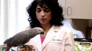 Dr. Laurie Hess Discusses Pet Bird Nutrition