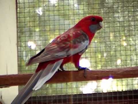 Kopie van Pastel /blauw /zilver