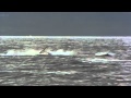 Dolphins The Wild Side