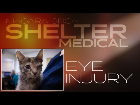 Kitten eye injury | Shelter Medical