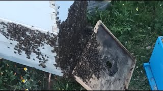 حذاري النحل يسير بسرعة  نحو التطريد الطبيعي #تربية_النحل 