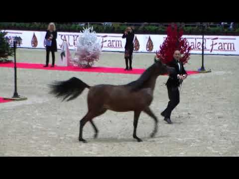Memories of Paris 2019 - World Championships - Part 11 - Championship - Yearling Female