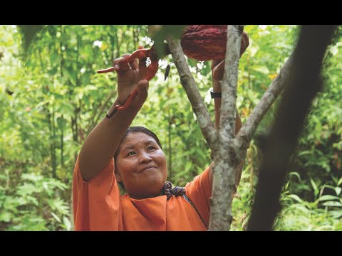 Kemito Ene. Cocoa from the Ene river. 2009