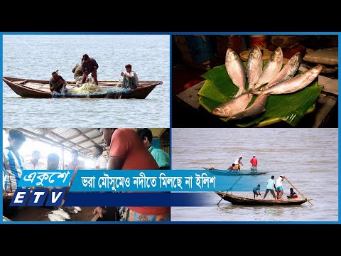 ভরা মৌসুমেও নদীতে মিলছে না ইলিশ | ETV News