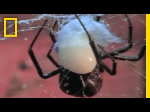 Black Widow Sex | National Geographic