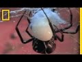 Black Widow Sex National Geographic