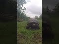 Giant Turtle Walking In Galapagos Island Galapagos Ecuador Southamerica Gopro Travel Turtle