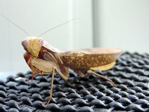 Modlivka africká (Sphodromantis lineola) — záber na dospelého jedinca v teráriu