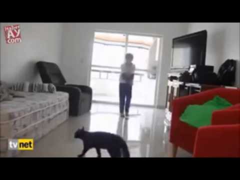 El gato arquero - Atajada de Olave a PaBone