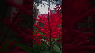 Download lagu naan un azhaginile song bgm full screen whatsapp status mp3