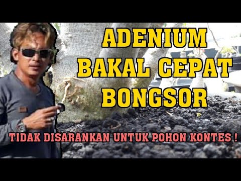 Efek potensi ulkus Sebagai seorang gadis untuk menaikkan potensi